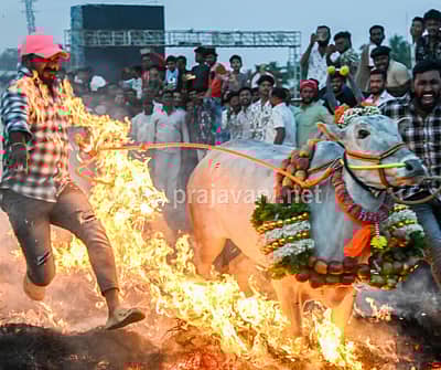 ಮಕರ ಸಂಕ್ರಾಂತಿ ಹಬ್ಬದ ಪ್ರಯುಕ್ತ ಮೈಸೂರು ತಾಲ್ಲೂಕಿನ ಸಿದ್ದಲಿಂಗಪುರದಲ್ಲಿ ಗುರುವಾರ ರಾಸುಗಳನ್ನು ಕಿಚ್ಚು ಹಾಯಿಸಿದರು.