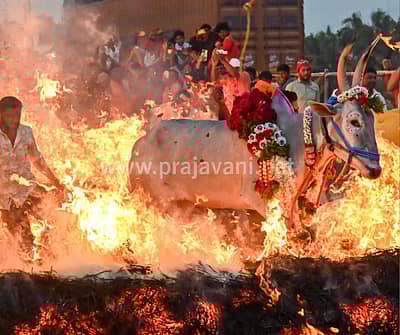 ಮಕರ ಸಂಕ್ರಾಂತಿ ಹಬ್ಬದ ಪ್ರಯುಕ್ತ ಮೈಸೂರು ತಾಲ್ಲೂಕಿನ ಸಿದ್ದಲಿಂಗಪುರದಲ್ಲಿ ಗುರುವಾರ ರಾಸುಗಳನ್ನು ಕಿಚ್ಚು ಹಾಯಿಸಿದರು.