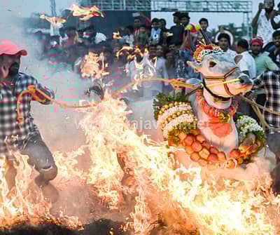 ಮಕರ ಸಂಕ್ರಾಂತಿ ಹಬ್ಬದ ಪ್ರಯುಕ್ತ ಮೈಸೂರು ತಾಲ್ಲೂಕಿನ ಸಿದ್ದಲಿಂಗಪುರದಲ್ಲಿ ಗುರುವಾರ ರಾಸುಗಳನ್ನು ಕಿಚ್ಚು ಹಾಯಿಸಿದರು.