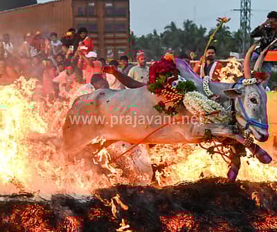 ಮಕರ ಸಂಕ್ರಾಂತಿ ಹಬ್ಬದ ಪ್ರಯುಕ್ತ ಮೈಸೂರು ತಾಲ್ಲೂಕಿನ ಸಿದ್ದಲಿಂಗಪುರದಲ್ಲಿ ಗುರುವಾರ ರಾಸುಗಳನ್ನು ಕಿಚ್ಚು ಹಾಯಿಸಿದರು.