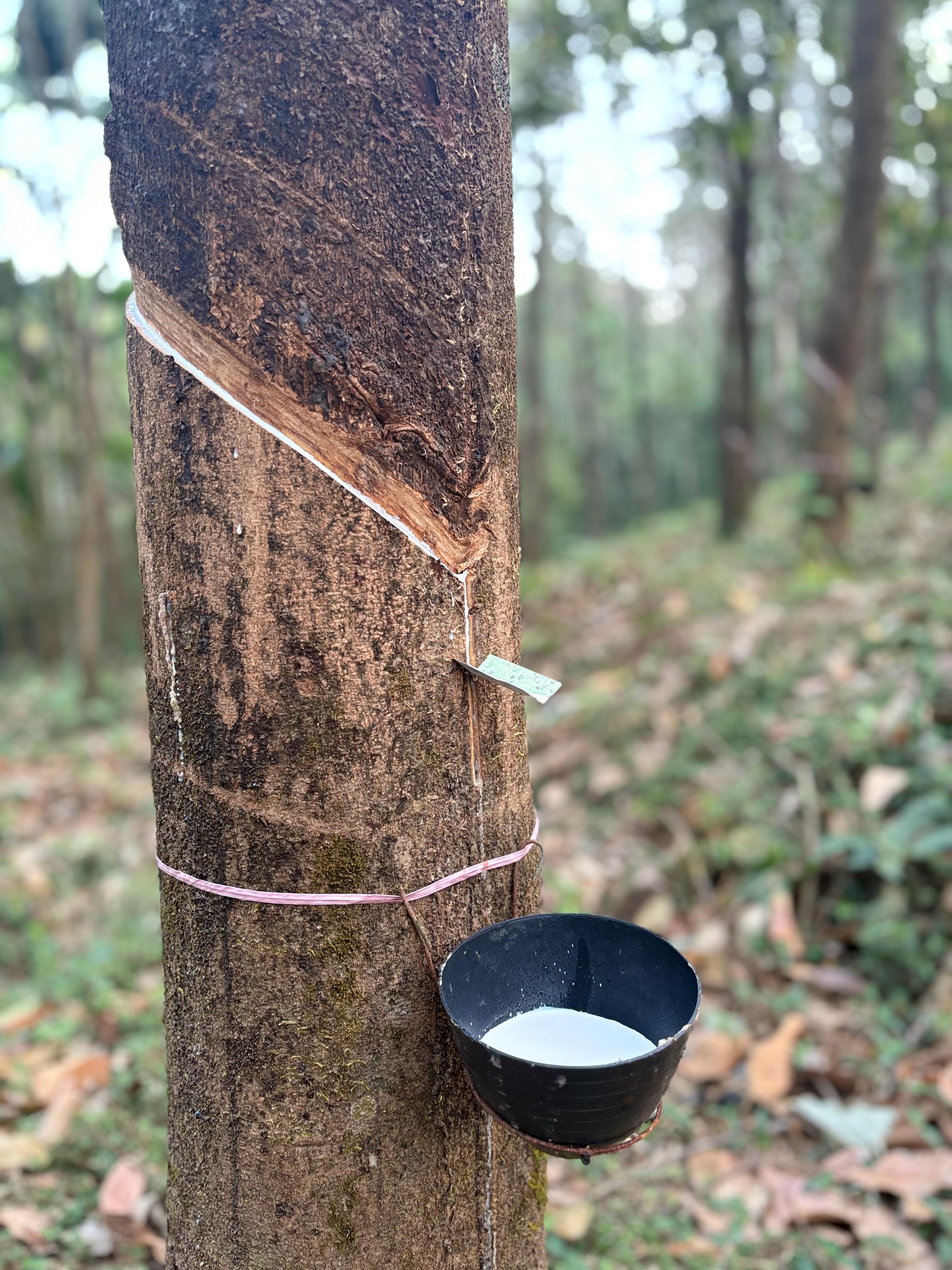 ಮರದಲ್ಲಿ ಸಂಗ್ರಹವಾಗಿರುವ ರಬ್ಬರ್ ಹಾಲು