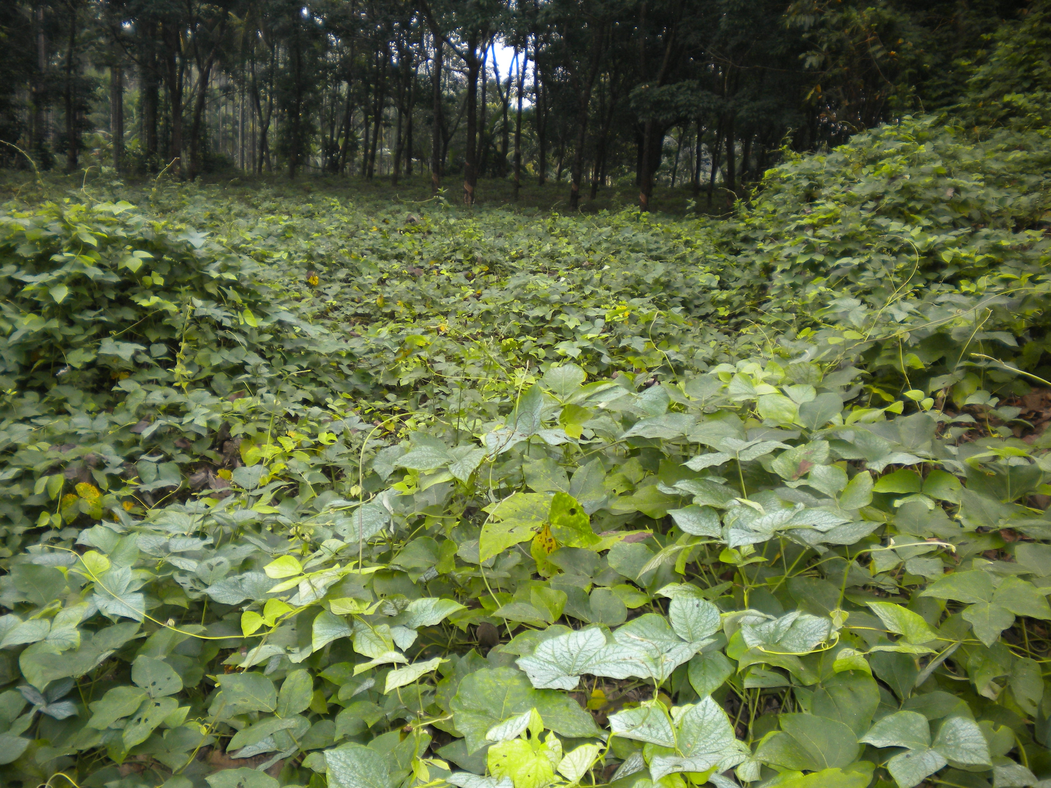 ರಬ್ಬರ್ ತೋಟ