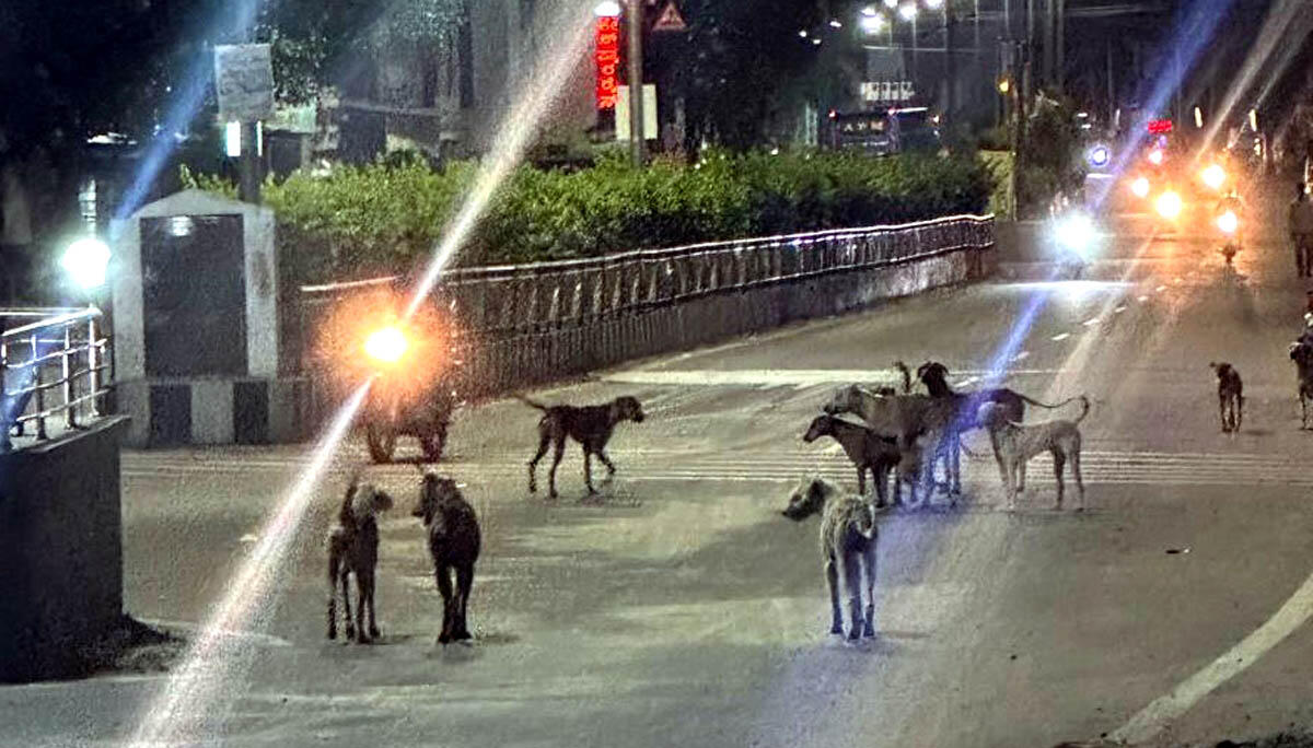 ಮುದ್ದೇಬಿಹಾಳ ಪಟ್ಟಣದ ಅಂಬೇಡ್ಕರ್ ವೃತ್ತದಲ್ಲಿ ಗುಂಪುಗುಂಪಾಗಿ ಸಂಚರಿಸುತ್ತಿರುವ ಬೀದಿ ನಾಯಿಗಳು