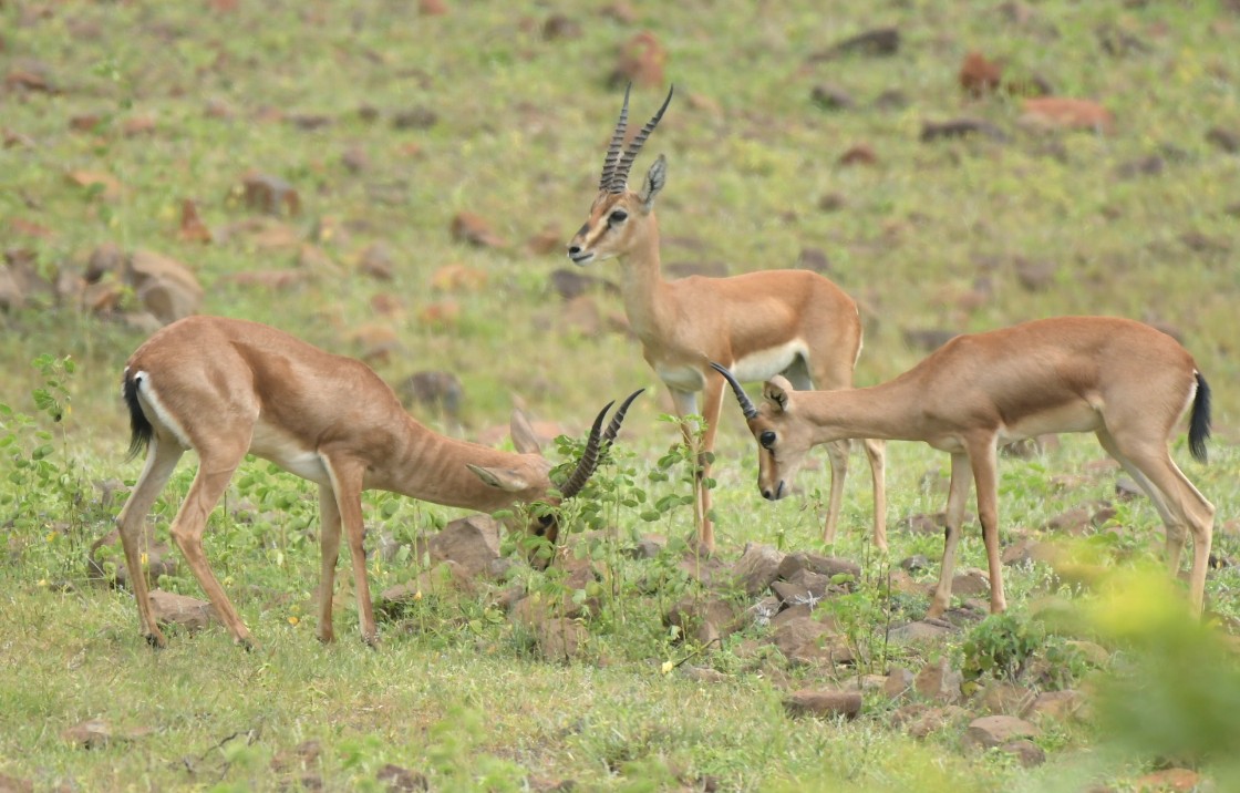 ‘ಚಿಂಕಾರ’