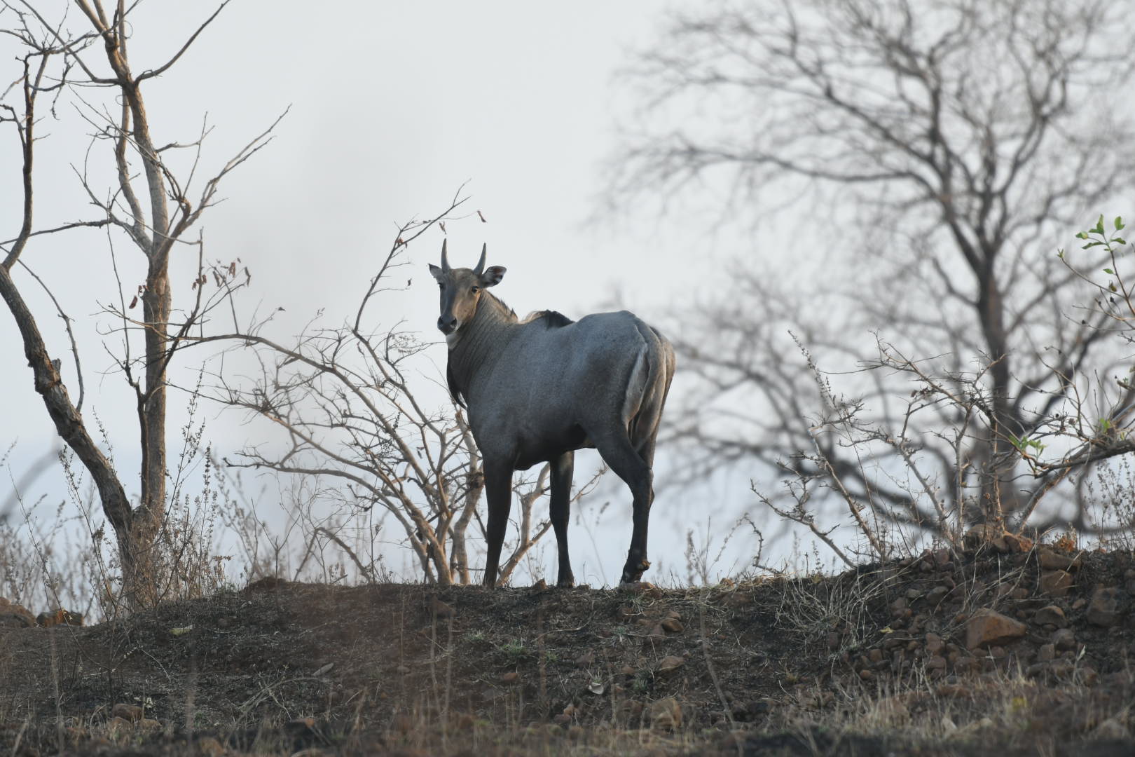 ನೀಲ್ಗಾಯ್