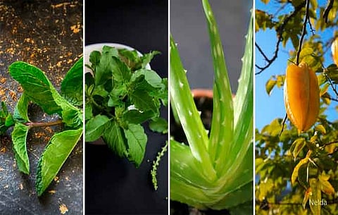 अगर नौकरी से परेशान हो गए हैं तो ये बिजनेस शुरू करें, ट्रेनिंग मिलते ही लाखों की आमदनी शुरू