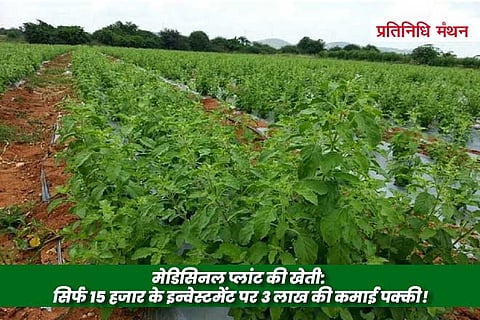 मेडिसिनल प्लांट की खेती: सिर्फ 15 हजार के इन्वेस्टमेंट पर 3 लाख की कमाई पक्की!