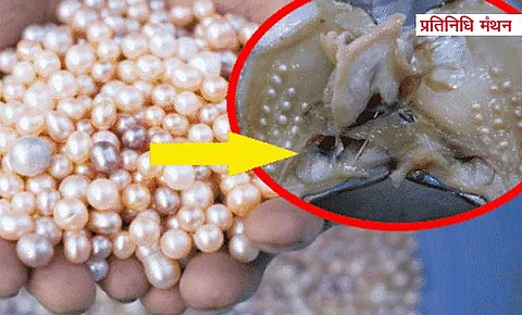 Pearl Farming