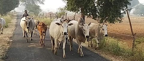 सरकारी गौशालाएं नही बनने से आवारा जानवरों के कारण किसानों के खेत नष्ट हो रहे हैं