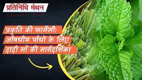 प्रकृति की फार्मेसी: औषधीय पौधों के लिए दादी माँ की मार्गदर्शिका