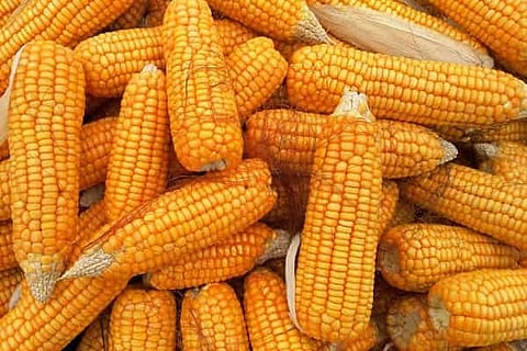 Govt exploring solutions to address problem of grain supplies for ethanol making