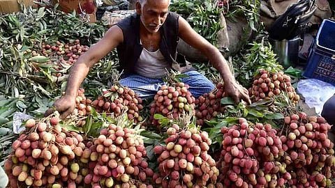 Alt="Litchi Crop Damage"
