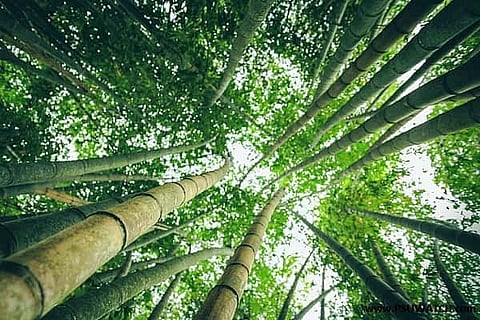 Increased import duty on bamboo sticks gave boost to local bamboo industries: KVIC