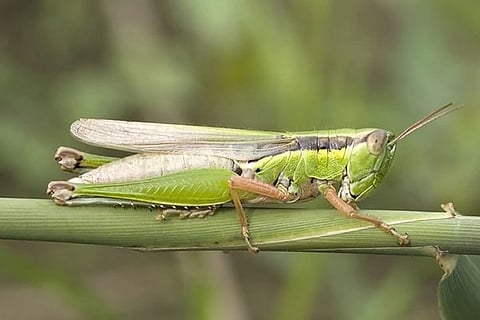 DGCA concerned about locust swarms, issues guidelines for pilots