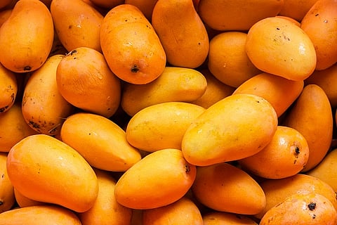 Chausa The King of Mangoes Goes Italy from Lucknow