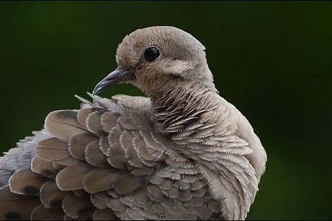 A new Le Monde report has again ruffled the proverbial feathers of Rafale deal. Know how