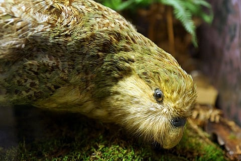 NZ has an intensive plan to save its endangered parrots and it is working wonders!