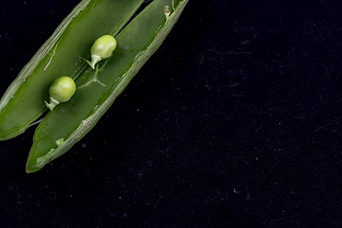 Election 2019: The manifestos promise very little to telcos, says Fitch Solutions