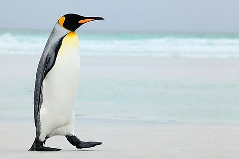 With NBCC going passive on Jaypee Infratech, is the firm going to Adani?