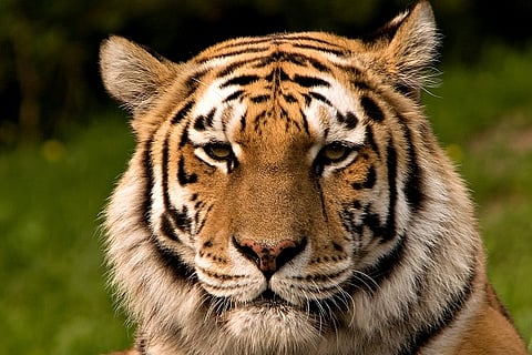 Want to catch a glimpse of tigers? These women will show you how