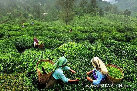Tea planters urge AGCL to lower gas price to ease cost burden on Assam gardens