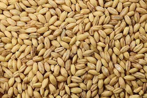 India prohibits wheat exports with immediate effect