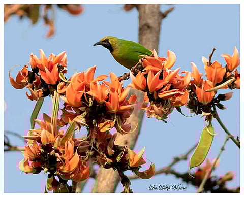 Jerdon's Leafbird
