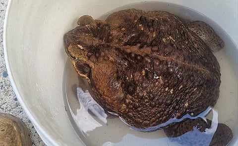People got scared after seeing 2.7 kg monster frog found in the forest, can eat anything, made this record