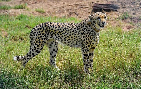 In MP's Kuno National Park, the number of cheetahs is going to be two and a half times in 6 months, know the reason for this good news?