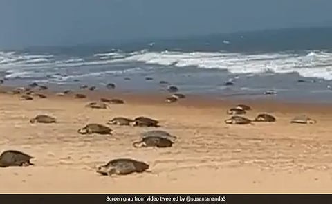Turtles were seen doing some adventure in the water by making a wooden swing, video viral on social media