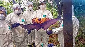 5 cases of Nipah virus in Kerala so far, government on alert mode, Karnataka issued circular