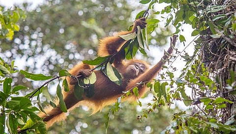 निसर्ग संवर्धन दिन : निसर्गाच्या समजून घेण्यासाठी 'या' डाॅक्युमेंटरीज पहायला हव्या!