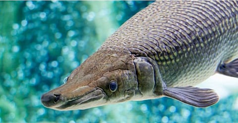 अॅलिगेटर गार (प्रातिनिधीक)