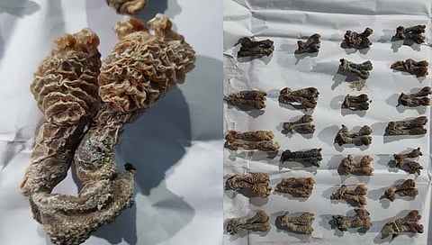 निपाणी : सरड्या तस्करी प्रकरणाचा अखेर उलगडा