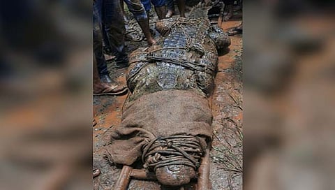 सांगलीवाडीत पकडली १२ फुटी अजस्त्र मगर!