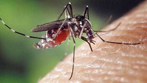 केरळमध्ये जीका विषाणुंचे १३ रुग्ण; केरळ अलर्टवर!