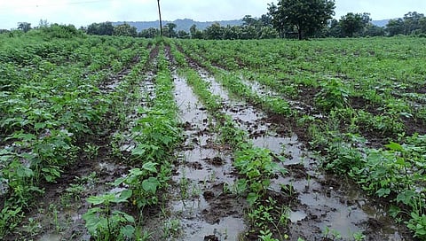 अतिवृष्टी मदत : कोल्हापूर जिल्ह्यातील मागील वर्षीची अतिवृष्टी मदत हवेतच!