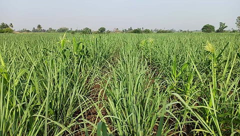 ऊस पीक व्यवस्थापन करताना खतांची मात्रा योग्य असणे गरजेचे असते