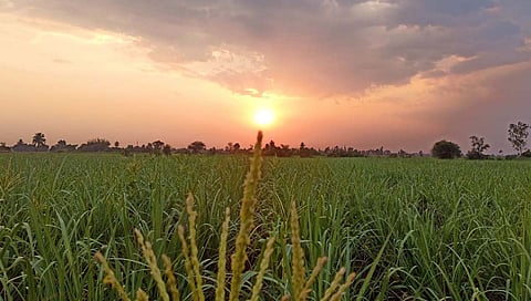 ऊस शेती व्यवस्थापन करताना योग्य बियानांची निवड करणे महत्वाचे ठरते.