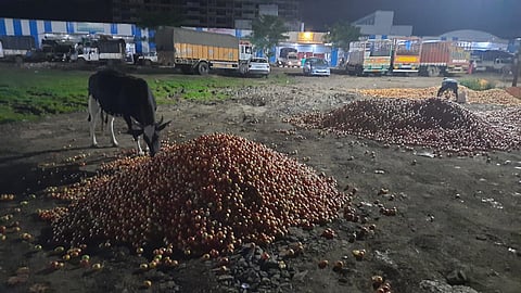 नाशिक : टोमॅटोला अवघा अडीच रुपये किलो भाव!