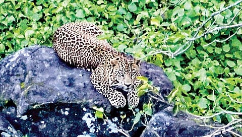 पन्हाळा गडाच्या जंगलात बिबट्याचे दर्शन… नागरिकांची गर्दी