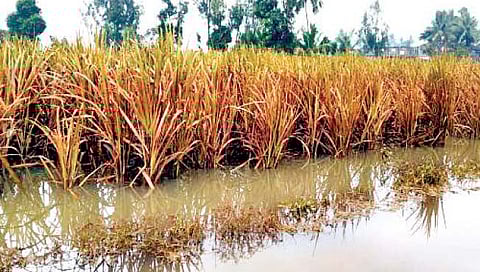 कोल्हापूर : ऊस उत्पादन जिल्ह्यात यंदा १५ टक्के घटणार!