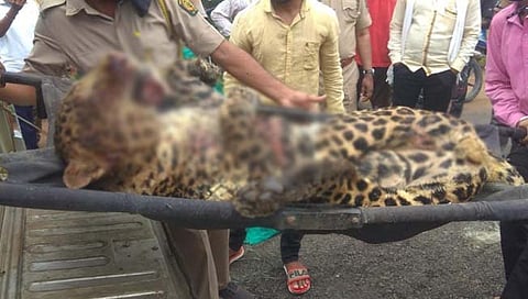 बिबट वाघासोबत झालेल्या झुंजीत ठार