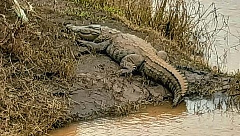 सातारा : कराड शहरासह आटकेत पुन्हा मगर