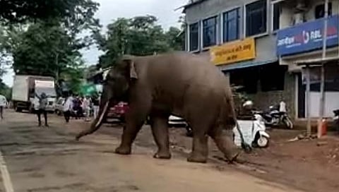 मडिलगे गावात मुख्य रस्त्यावर असलेला हत्ती