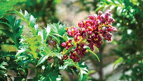 लोमाशिया टास्मानिका ही तब्बल 43 हजार वर्षांपासून असलेली वनस्पती