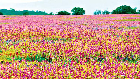 कास पठारचा रंगीबेरंगी नजराणा पर्यटकांना खुला होणार! प्रवेशासाठी ‘ही’ आहे नियमावली