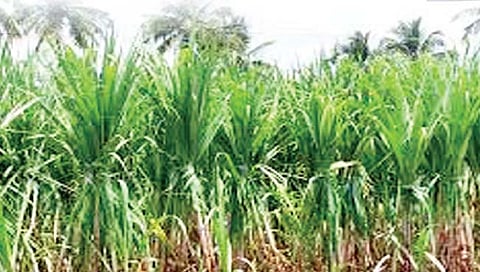 कोल्हापूर : टनाला पहिला हप्ता फक्त 2200 रुपये