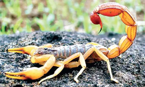 विंचू एक वर्ष अन्नाशिवाय राहू शकतो !