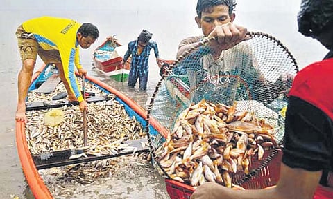 मासेमारी क्षेत्रातील असंघटित कामगार सरकारच्या जाळ्याबाहेर